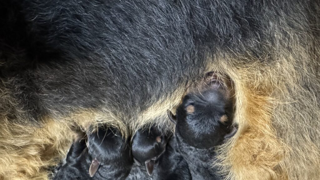 2 SUCZKI I PIESEK ZDROWE I PIĘKNE MALEŃSTWA